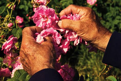 roses in chanel no 5|flowers that make Chanel.